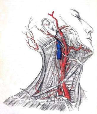 Grays
              anatomy